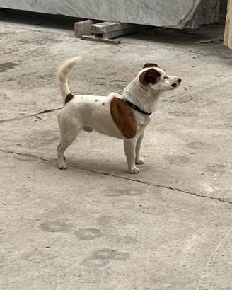 Jack russell per monta