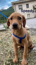 Cuccioli amore per sempre