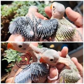 Pulli di parrocchetto dal collare, viola e pezzato