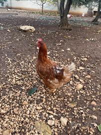 Galline rosse e bianche