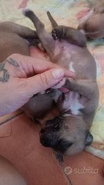 Pitbull cuccioli 