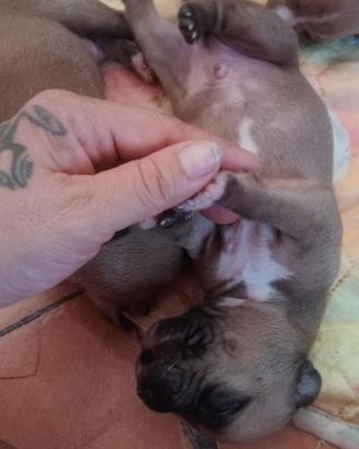 Pitbull cuccioli 