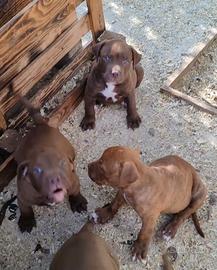 Cuccioli di Amstaff