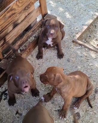 Cuccioli di Amstaff
