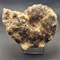 Ammmonite Mammite nodosoides 10 cm – Fossile natur