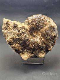 Ammmonite Mammite nodosoides 10 cm – Fossile natur