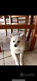 Cucciolo Spitz Pomerania X volino italiano 8 mesi