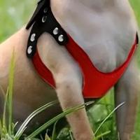 Pettorina per cani taglia piccola