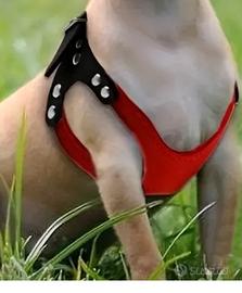 Pettorina per cani taglia piccola
