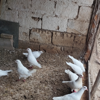 Colombi viaggiatori California