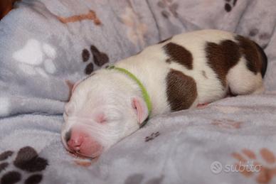 American Pitbull terrier