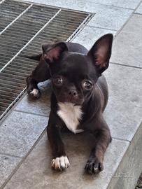Chiwawa cioccolato 6 mesi
