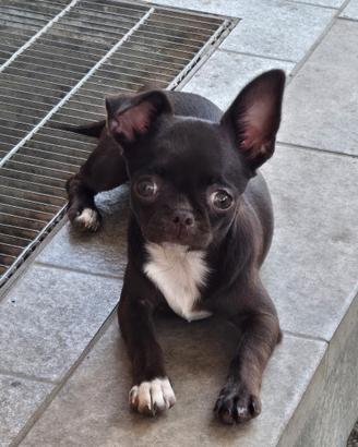 Chiwawa cioccolato 6 mesi