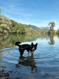 Border collie per monta con pedigree ENCI