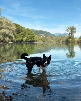Border collie per monta con pedigree ENCI