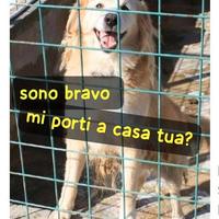 Hutch 9 anni