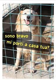 Hutch 9 anni