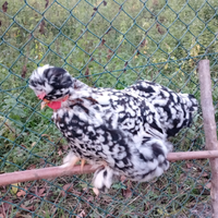 Polli di varie razze 20