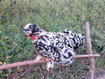 Polli di varie razze 20