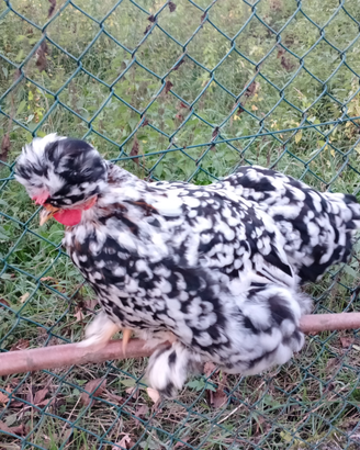 Polli di varie razze 20