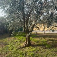 Alberi di ulivo