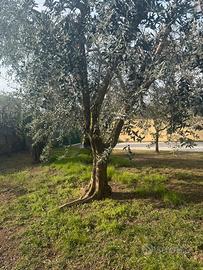 Alberi di ulivo