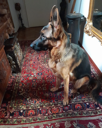 Dog sitter