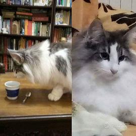 Maschio norvegese - monta