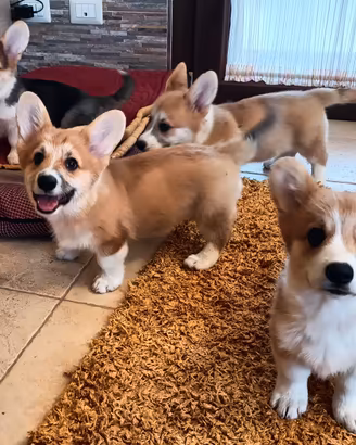 Cuccioli di Welsh Corgi Pembroke