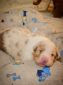 Maschio di pastore australiano con pedigree