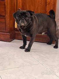 Carlino per accoppiamento