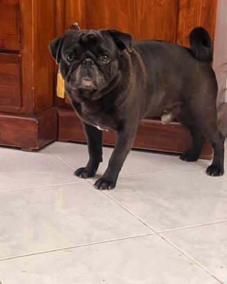 Carlino per accoppiamento