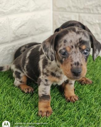 Bassotto arlecchino kaninchen