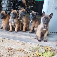 Cuccioli Pastore belga malinois