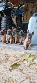 Cuccioli Pastore belga malinois