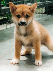Mame Shiba Inu (Miniature)