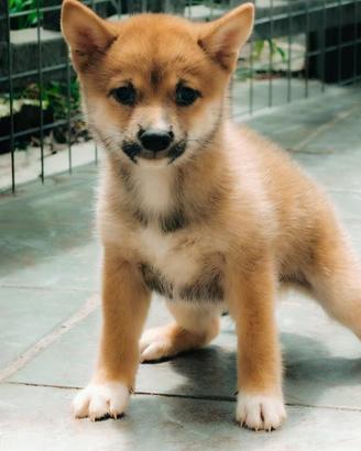 Mame Shiba Inu (Miniature)