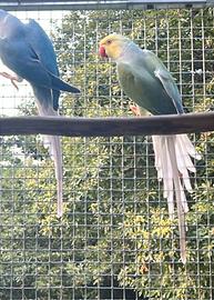 Parrocchetto dal collare