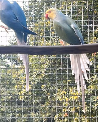 Parrocchetto dal collare