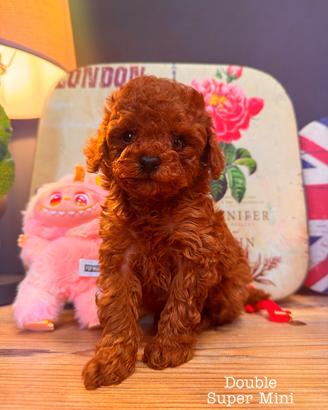 Cucciolo di Babocino Minitoy