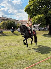 Cavallo castrone PRE con frisone