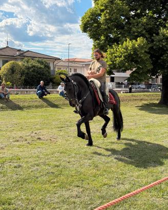 Cavallo castrone PRE con frisone