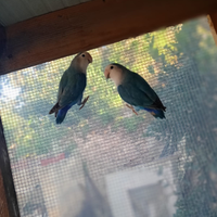 Pappagalli Inseparabili