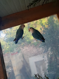Pappagalli Inseparabili
