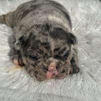 Bulldog francesi blu