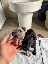 Incrocio American Bullo