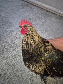 Gallo