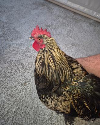 Gallo