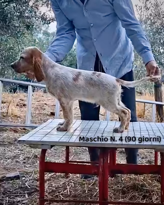 Cuccioli Setter Inglese Genealogia BASSANA