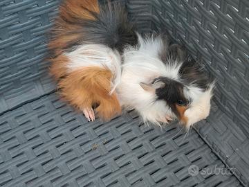 cavia porcellino d India femmina